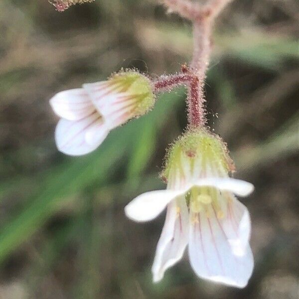 Saxifraga granulata Flower