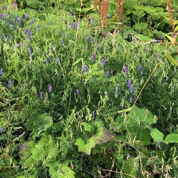 Vicia cracca Habitatea