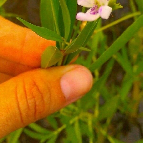 Justicia americana Fiore