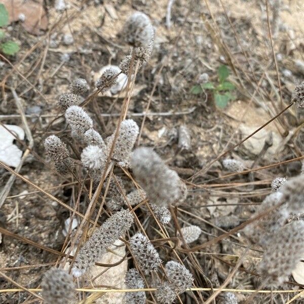 Plantago lagopus Frutto