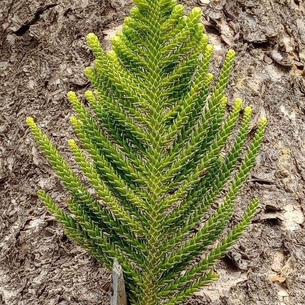 Araucaria heterophylla Feuille