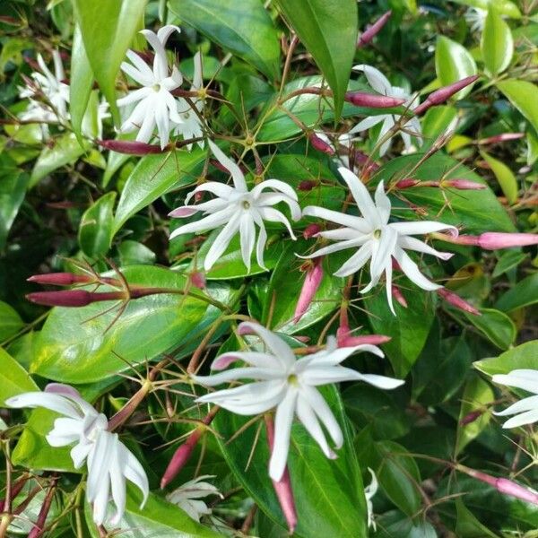 Jasminum laurifolium Blodyn