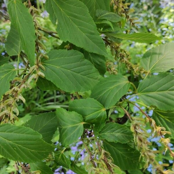 Acer davidii Blad