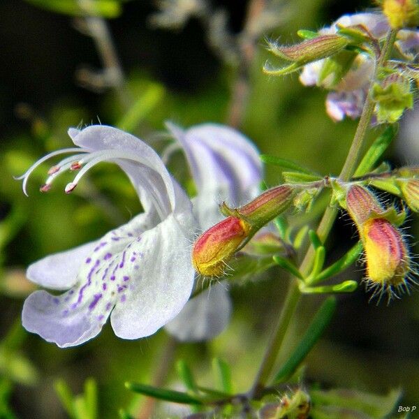 Conradina grandiflora ফুল