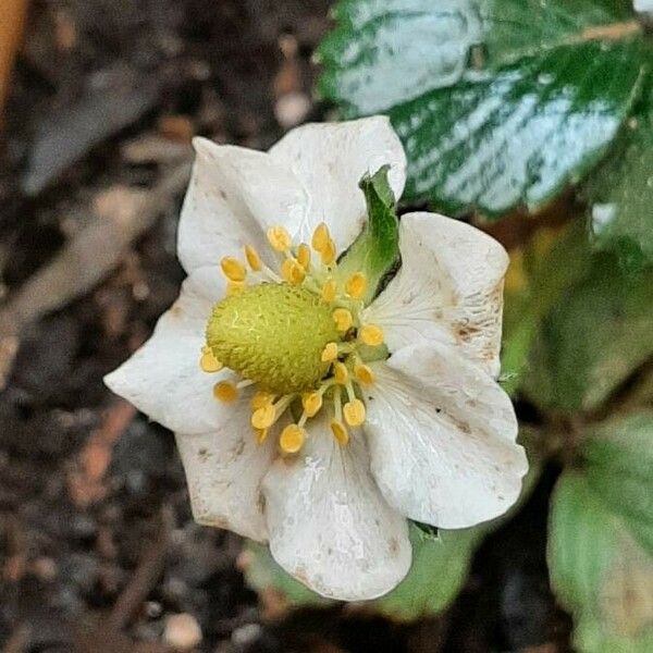 Fragaria × ananassa Fleur