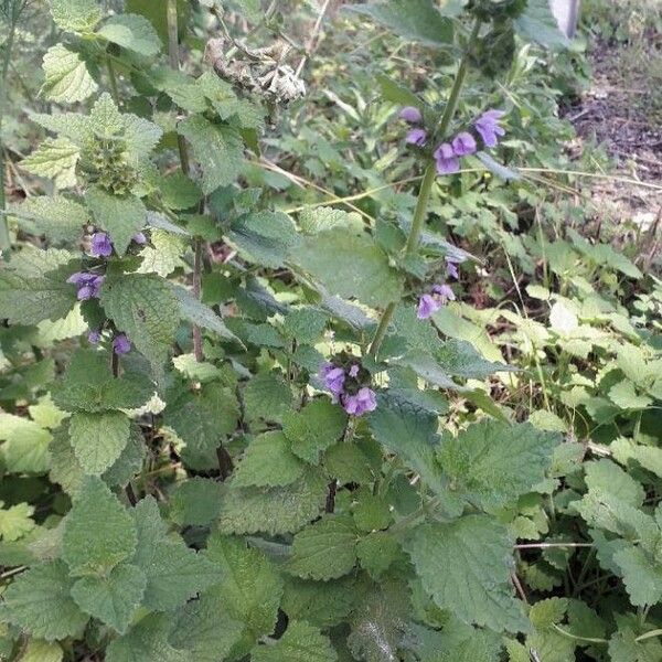 Ballota nigra Flower