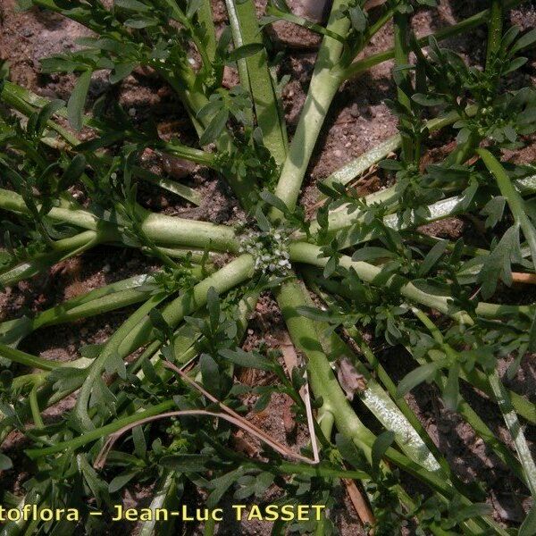 Lepidium coronopus Flower