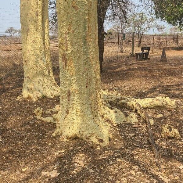 Vachellia xanthophloea Kéreg