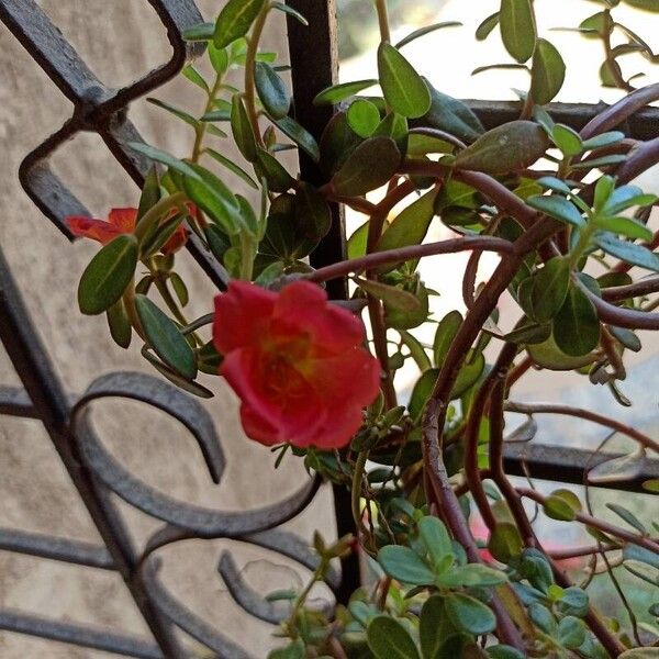 Portulaca umbraticola Λουλούδι