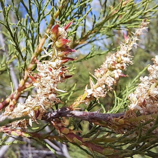 Tamarix africana Flower