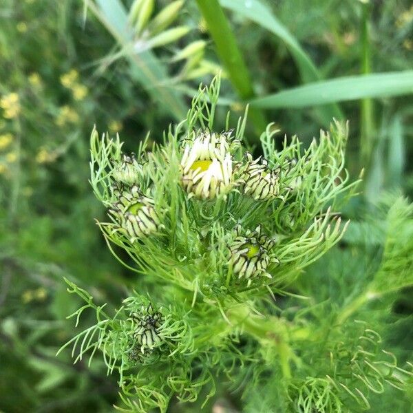 Tripleurospermum inodorum Leaf