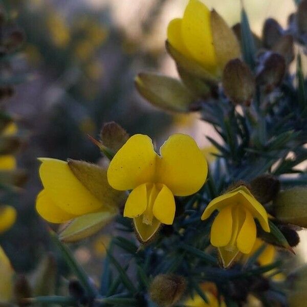 Ulex europaeus Kwiat