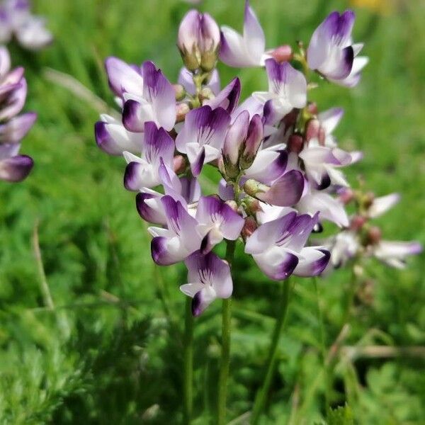 Astragalus alpinus Flor