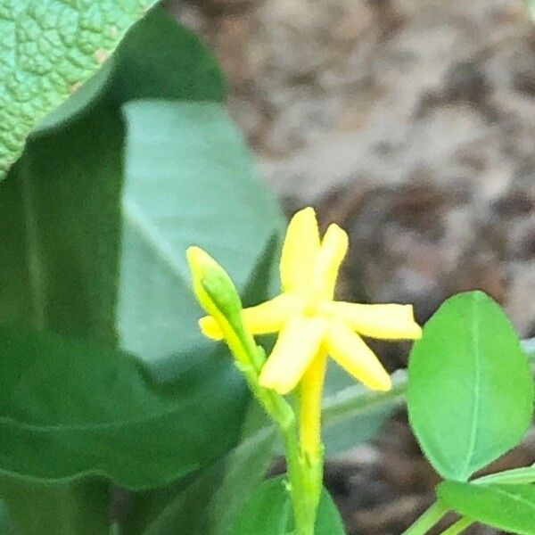 Chrysojasminum odoratissimum Flor