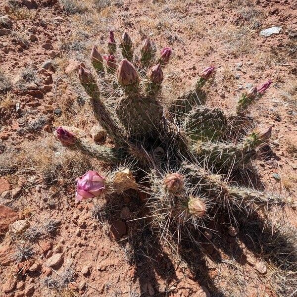 Opuntia polyacantha موطن