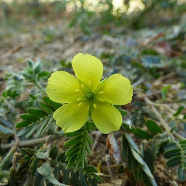 Tribulus cistoides Flower