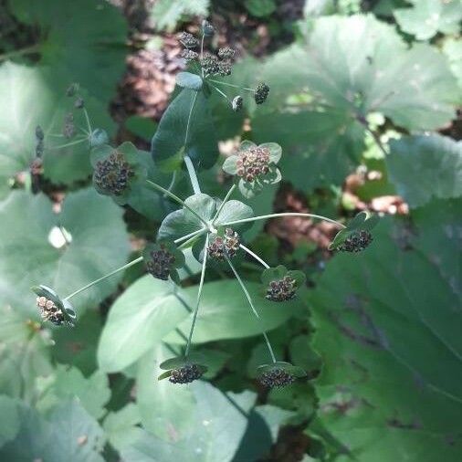 Bupleurum longifolium Flower