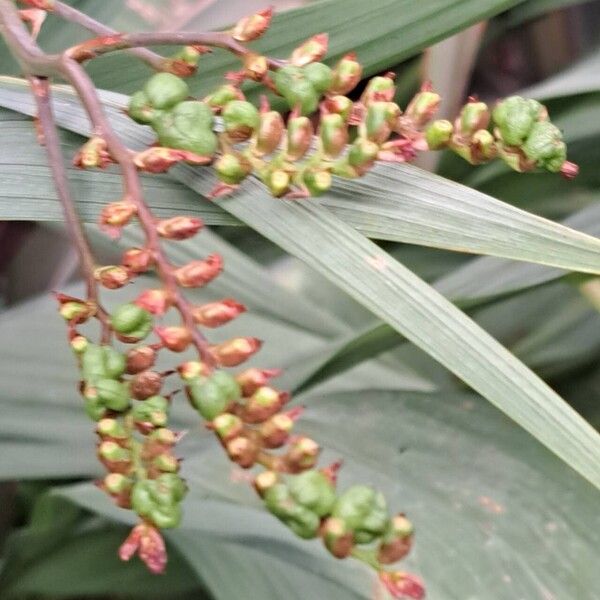 Crocosmia aurea Fruto