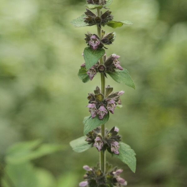 Stachys alpina പുഷ്പം