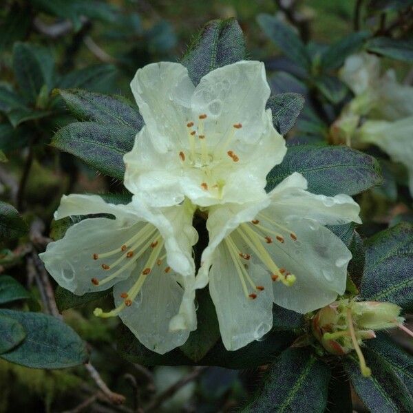 Rhododendron fletcherianum Kvet