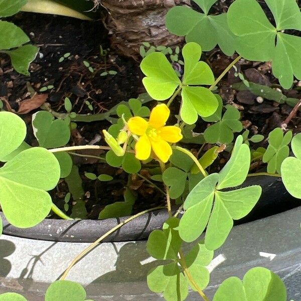 Oxalis stricta ফুল