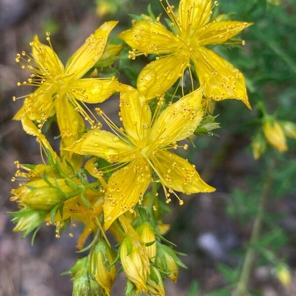 Hypericum perfoliatum Çiçek