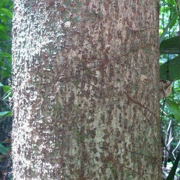 Casearia bicolor Schors