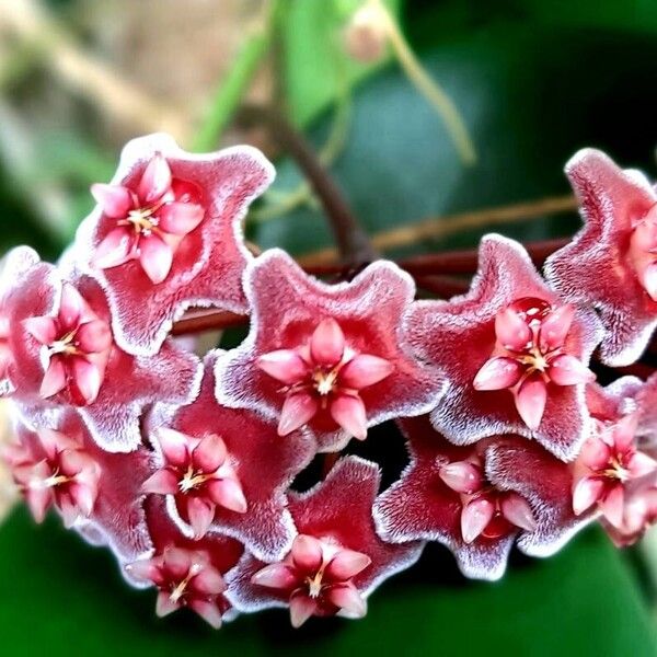 Hoya pubicalyx 花