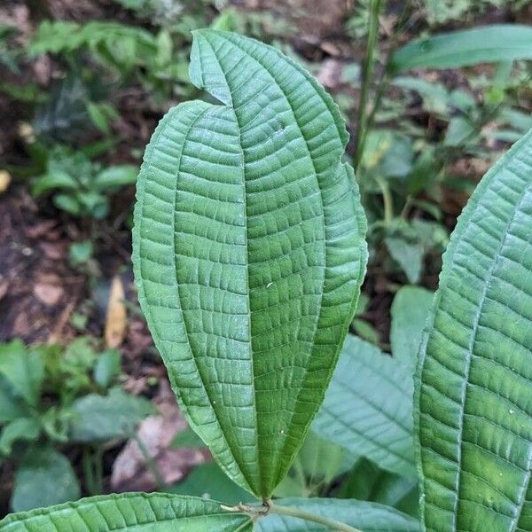 Miconia prasina Leaf