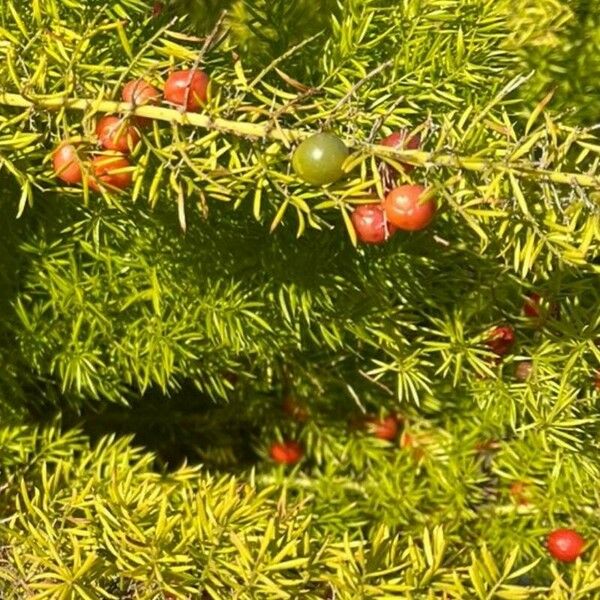 Asparagus densiflorus Frukt