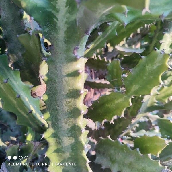 Euphorbia lactea Bark