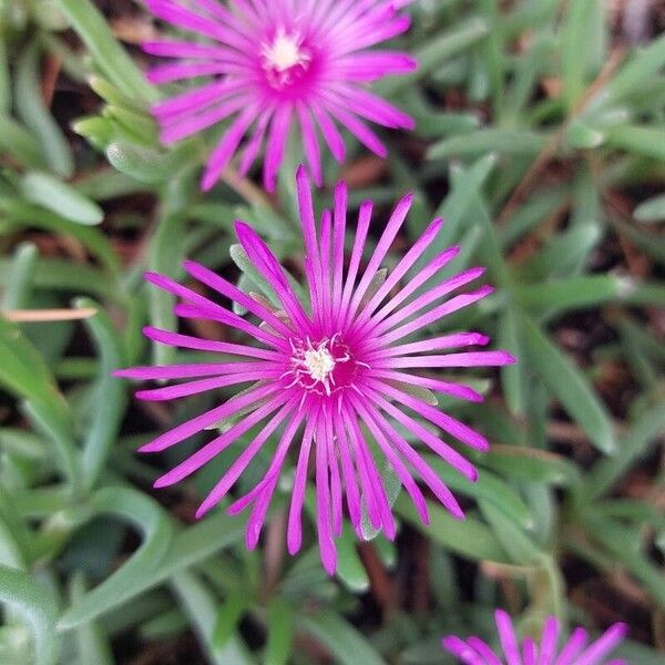 Delosperma cooperi Flower