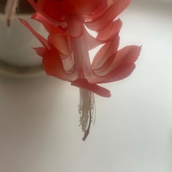 Schlumbergera truncata Flower