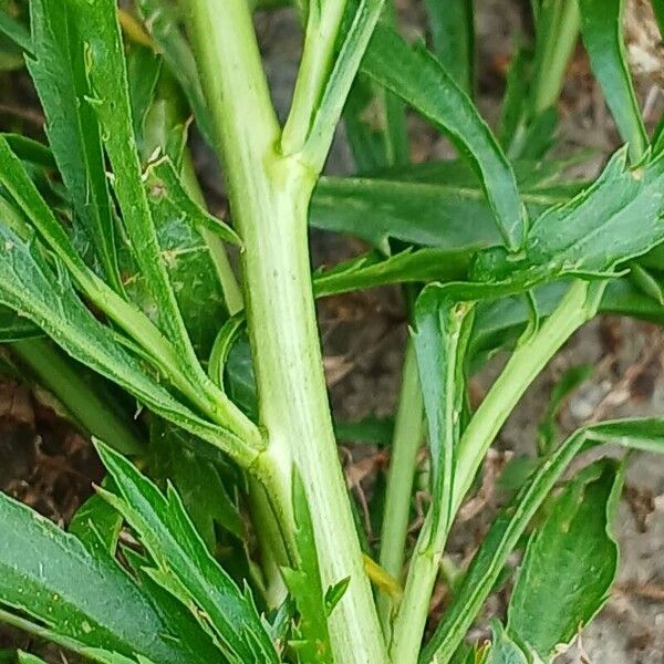 Lepidium virginicum Kůra