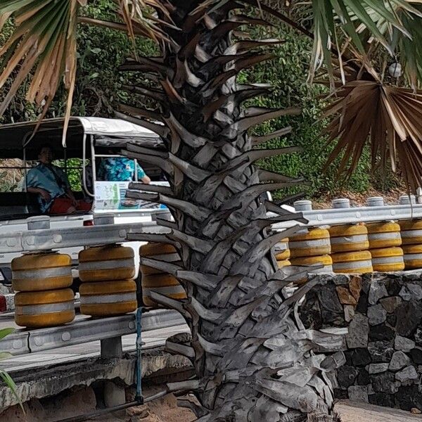 Borassus flabellifer Bark