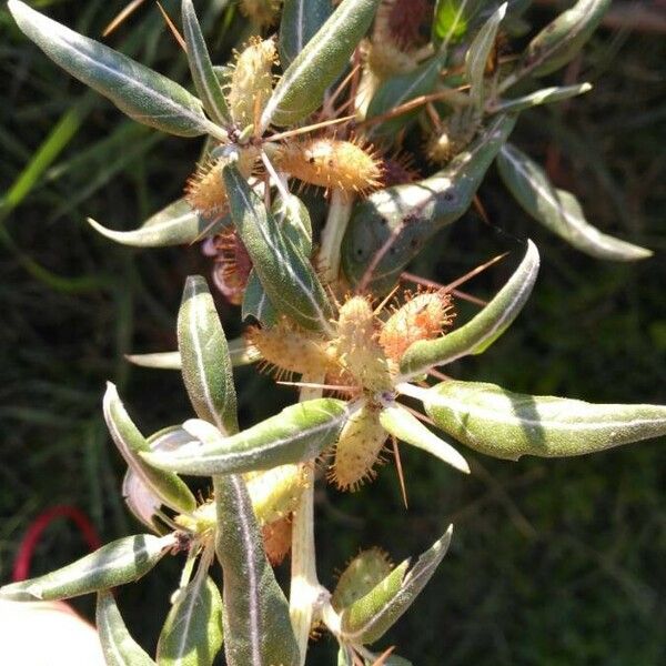 Xanthium spinosum ᱮᱴᱟᱜ