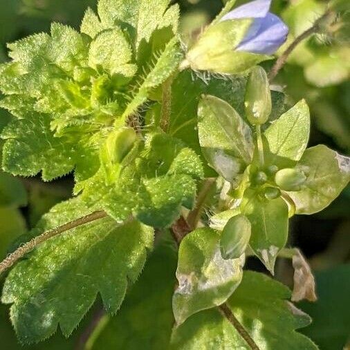 Veronica persica Leaf