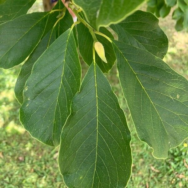 Magnolia kobus Folha