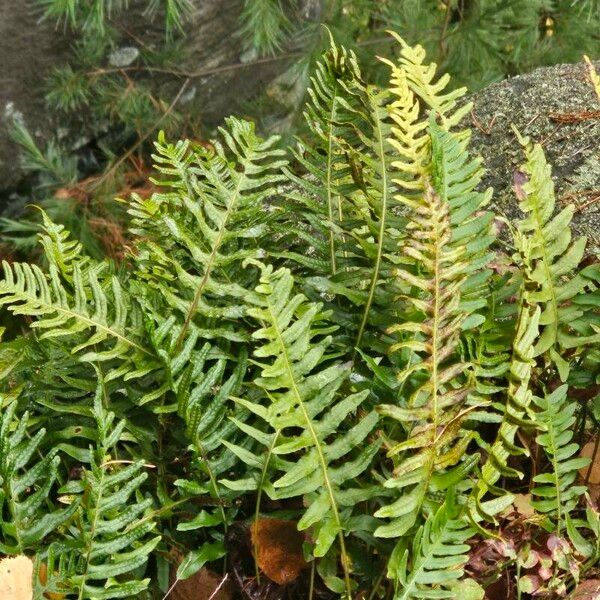 Polypodium vulgare Blad