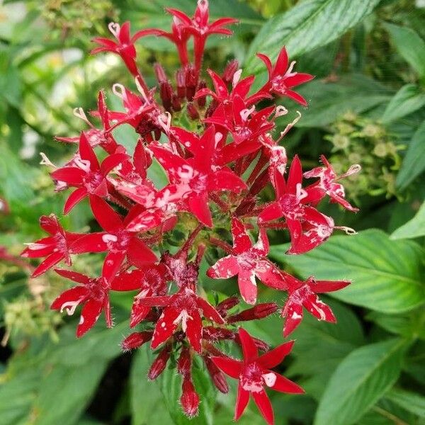 Pentas lanceolata പുഷ്പം