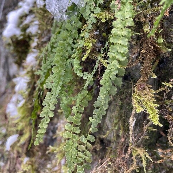 Asplenium viride Folha