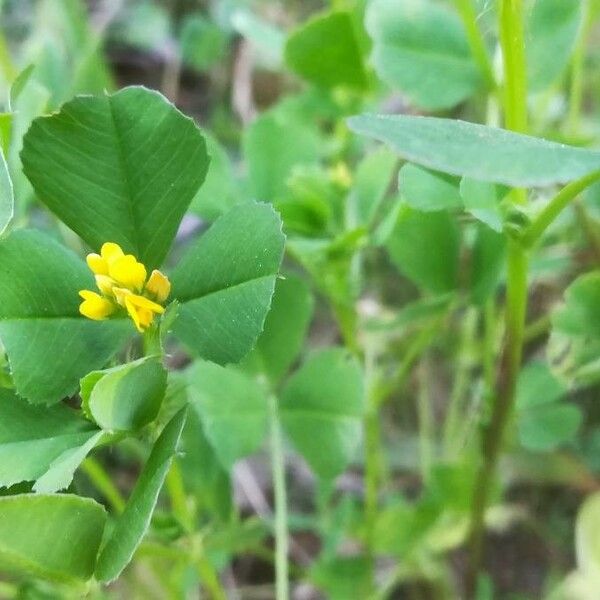 Medicago polymorpha Λουλούδι