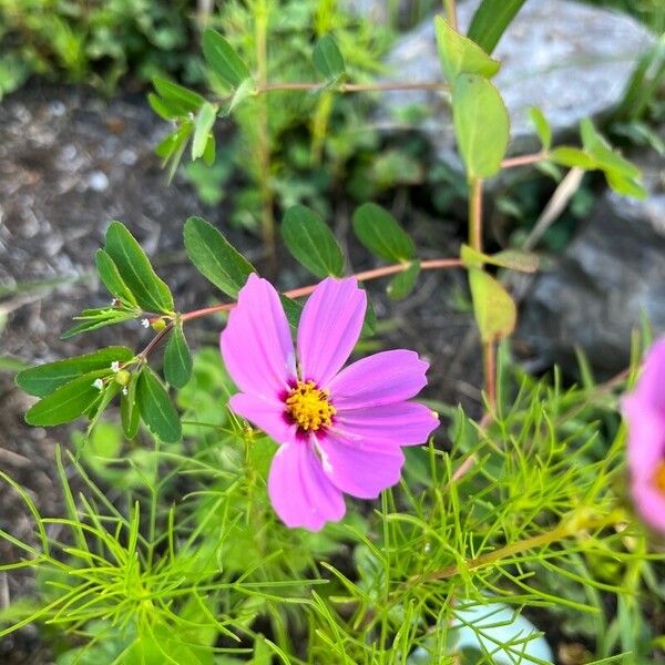 Cosmos bipinnatus Flor