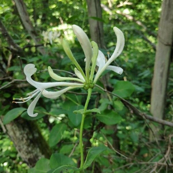 Lonicera periclymenum Žiedas