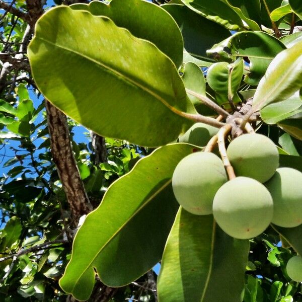 Calophyllum inophyllum Frucht