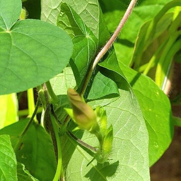 Ipomoea triloba Liść