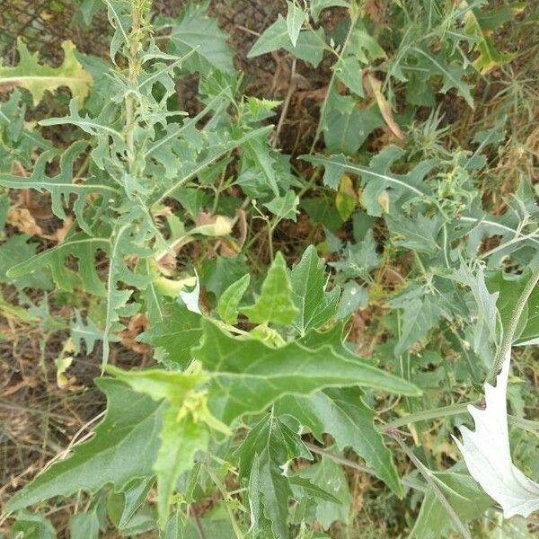 Atriplex micrantha Deilen