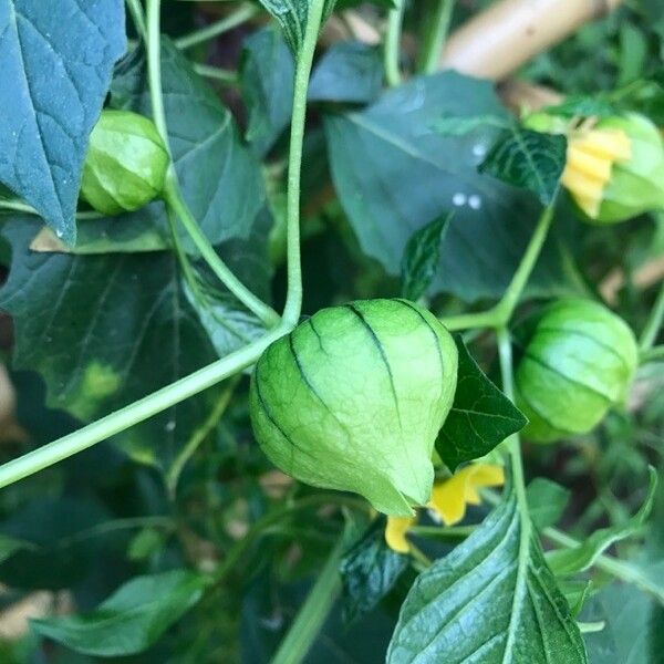 Physalis philadelphica Frucht