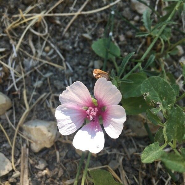 Althaea cannabina പുഷ്പം