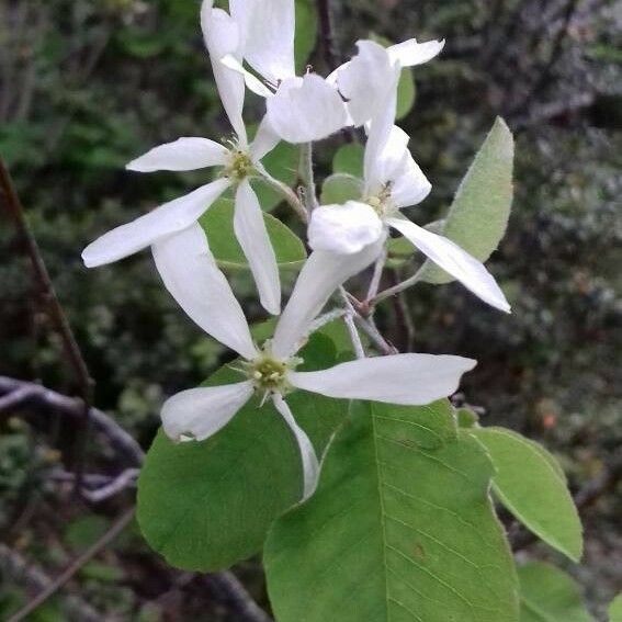 Amelanchier ovalis Flor